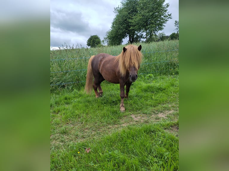 Shetland Stallone 6 Anni 106 cm Sauro in Schwarzenbach am Wald