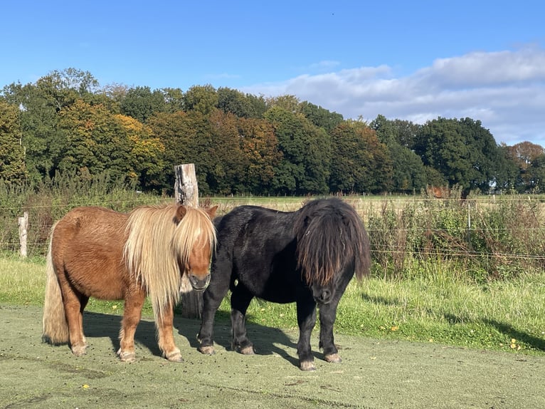 Shetland Stallone 6 Anni 110 cm Morello in Emkendorf