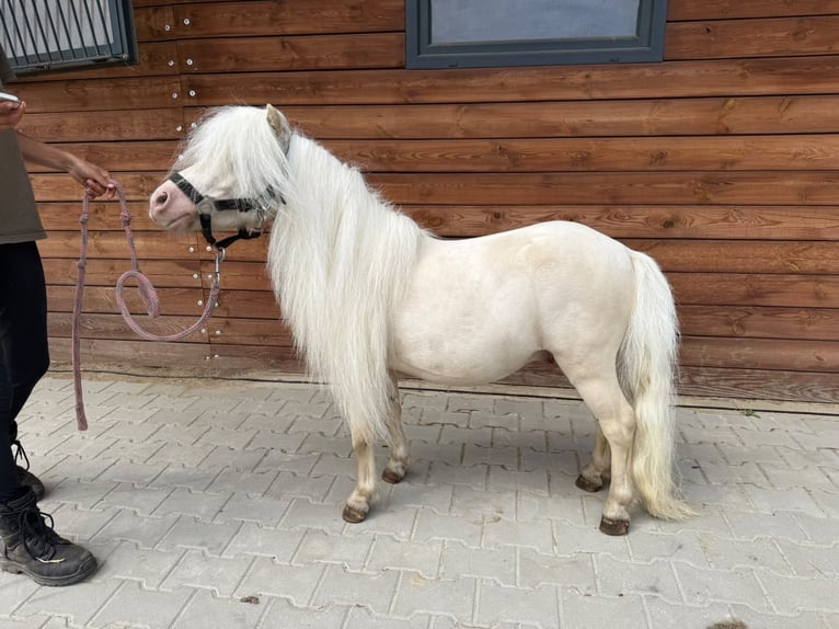 Shetland Stallone 6 Anni 82 cm Cremello in Rzęskowo