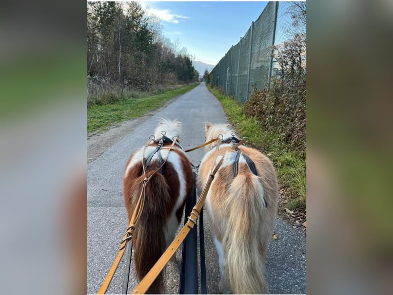 Shetland Stallone 6 Anni 84 cm in Obertilliach