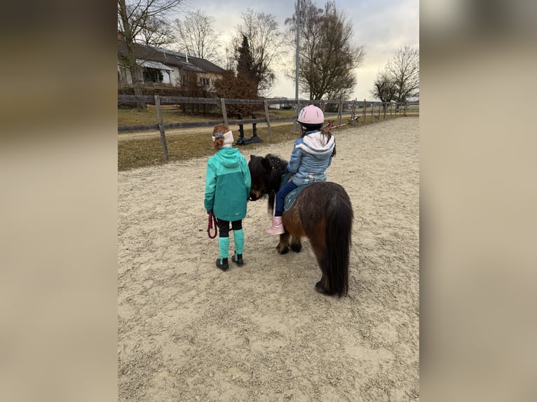 Shetland Stallone 6 Anni 85 cm Può diventare grigio in Singen