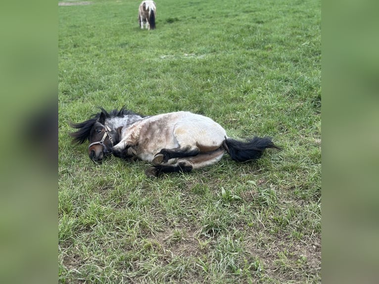 Shetland Stallone 6 Anni 85 cm Può diventare grigio in Singen