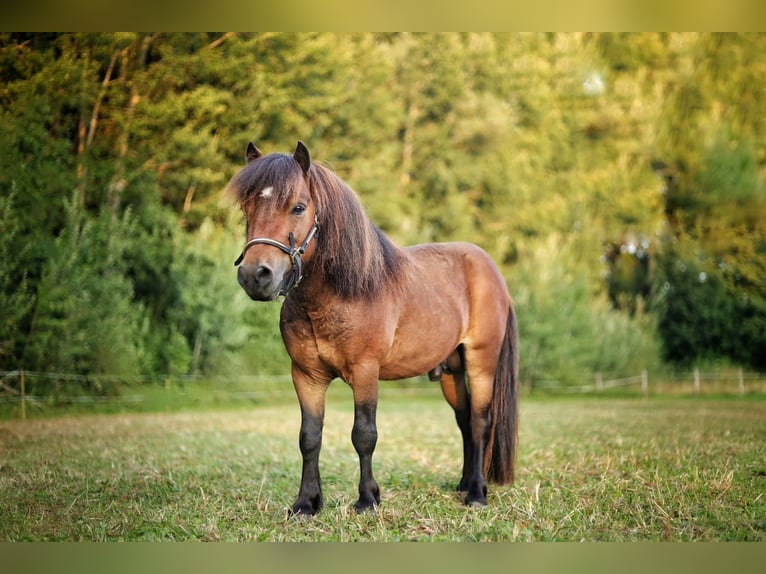Shetland Stallone 6 Anni 87 cm Baio in Saint oulph