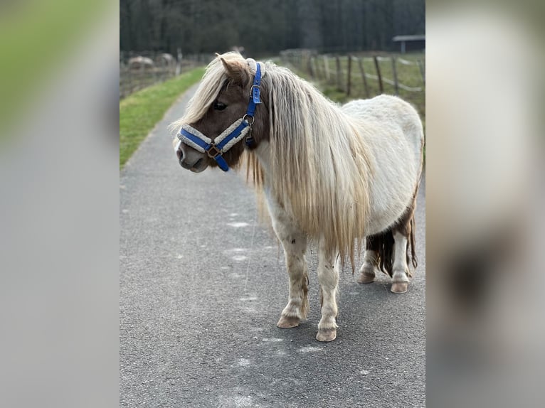 Shetland Stallone 6 Anni 95 cm in Saint-Léger-en-Yvelines Shetland Stallone 6 Anni 95 cm in Saint-Léger-en-Yvelines