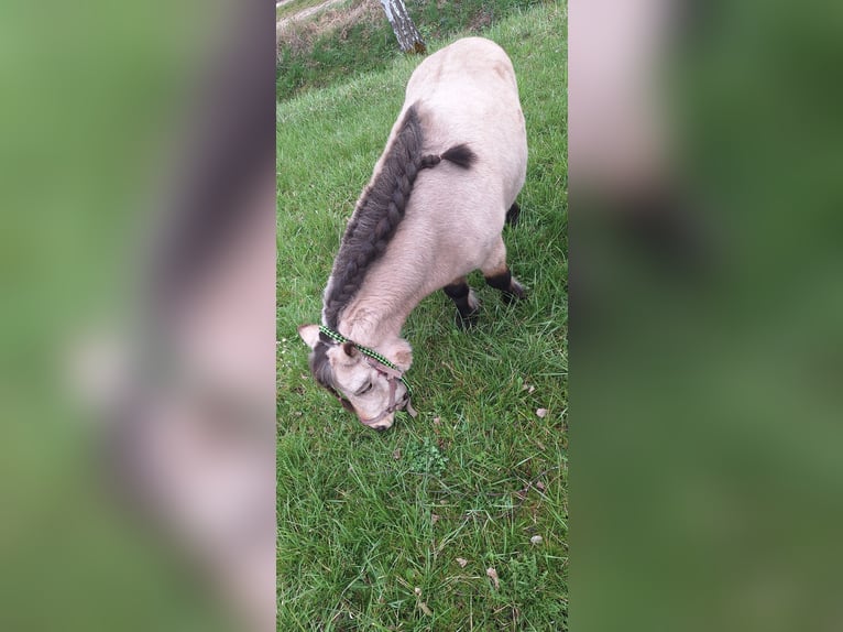 Shetland Stallone 7 Anni 105 cm Pelle di daino in Gunzenhausen