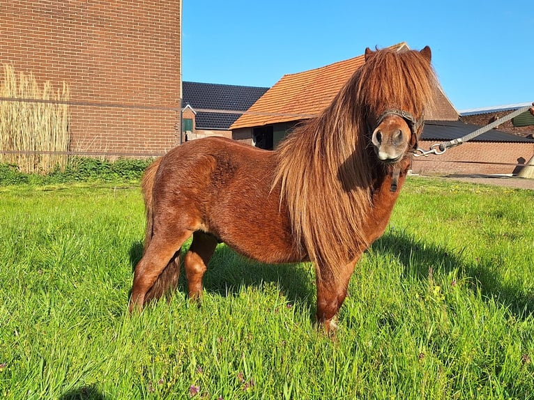 Shetland Stallone 7 Anni 85 cm Sauro in Overloon