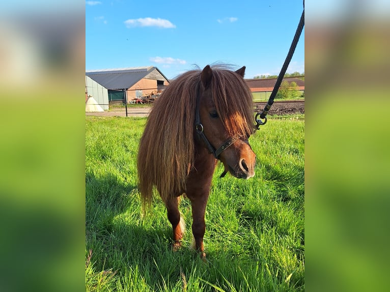 Shetland Stallone 7 Anni 85 cm Sauro in Overloon
