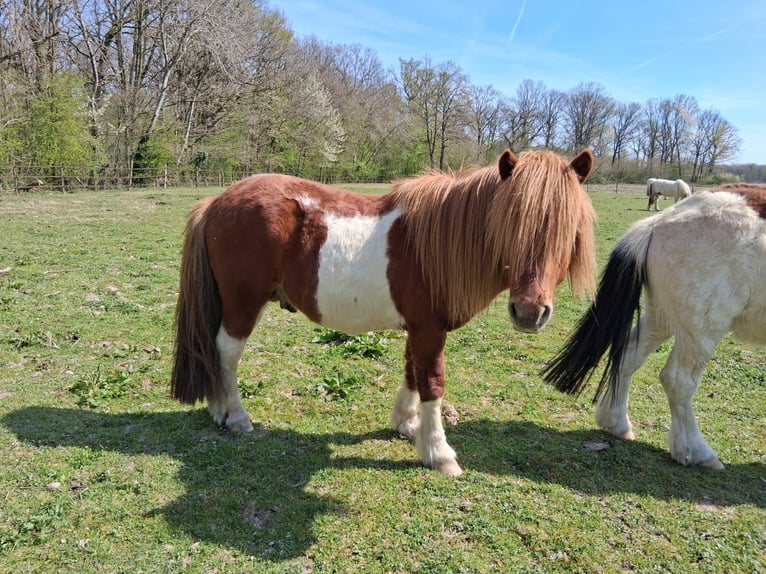 Shetland Stallone 8 Anni 112 cm Tobiano-tutti i colori in saint martin en bresse