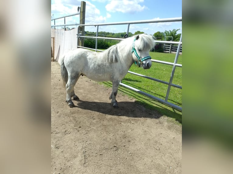 Shetland Stallone 8 Anni 86 cm Grigio ferro in Scharbeutz