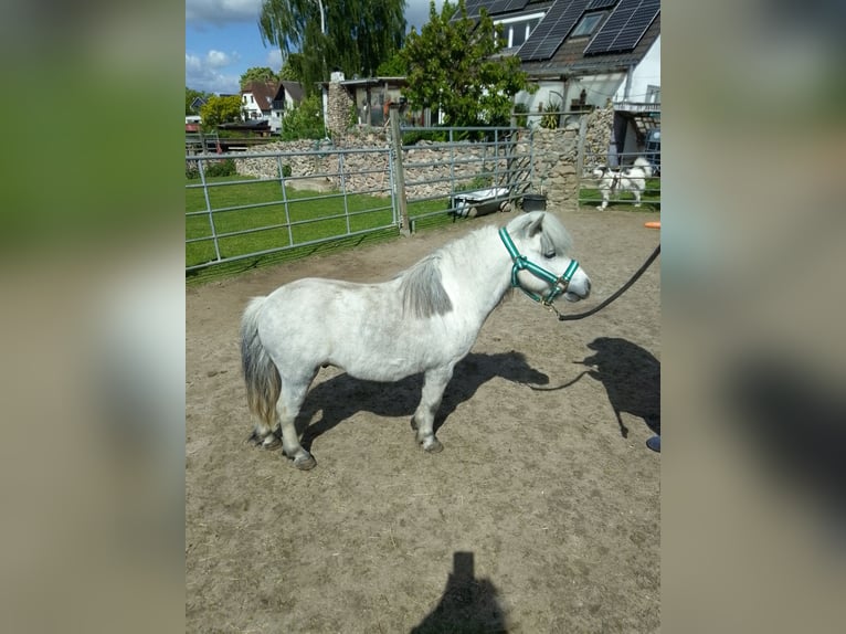 Shetland Stallone 8 Anni 86 cm Grigio ferro in Scharbeutz