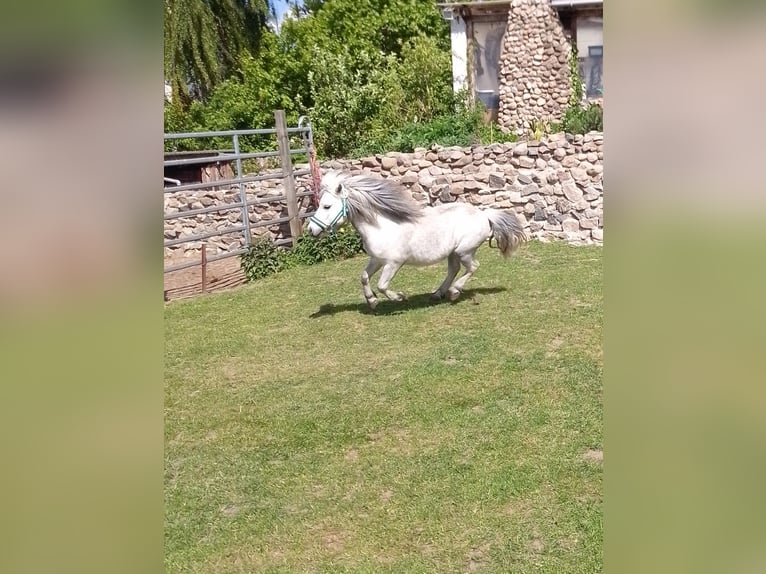 Shetland Stallone 8 Anni 86 cm Grigio ferro in Scharbeutz
