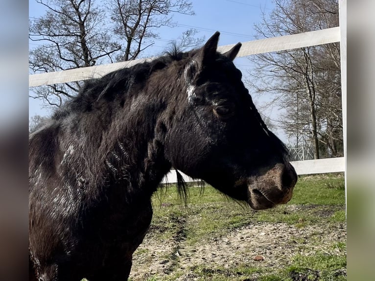 Shetland Mix Stallone 9 Anni 120 cm Baio scuro in Bremervörde