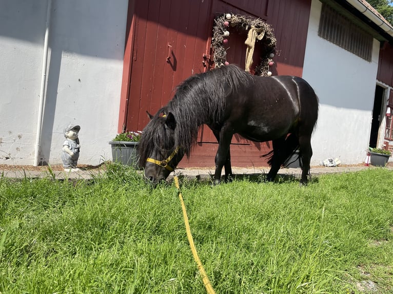 Shetland Mix Stallone 9 Anni 120 cm Baio scuro in Bremervörde