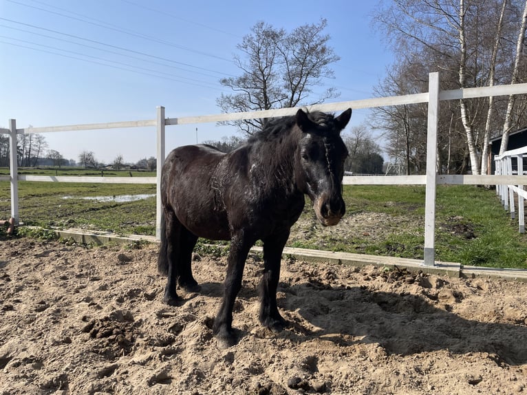 Shetland Mix Stallone 9 Anni 120 cm Baio scuro in Bremervörde