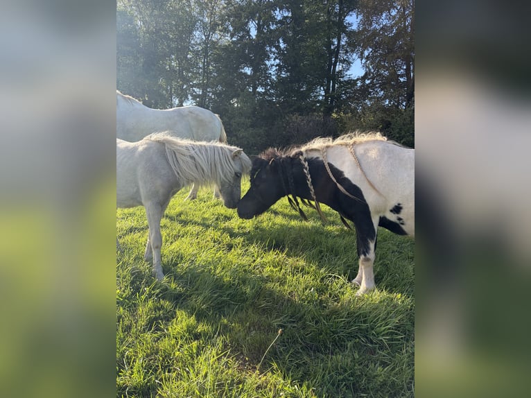 Shetland Stallone 9 Anni 95 cm Pezzato in Melsungen