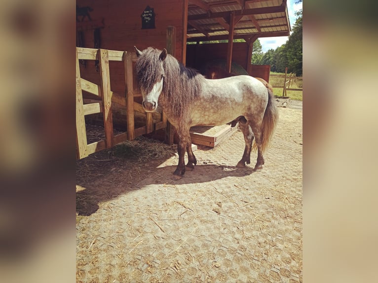 Shetland Stallone Grigio in Sinsheim
