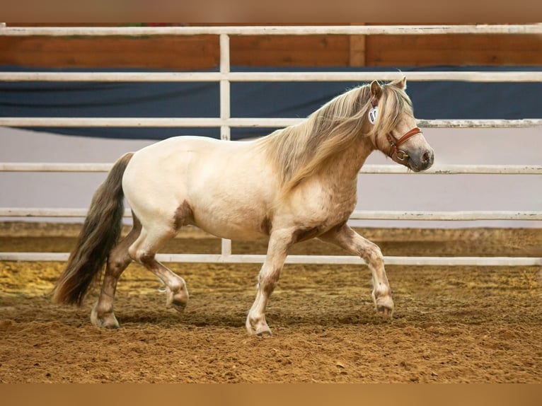 Shetland Stallone Leopard in Groß Molzahn