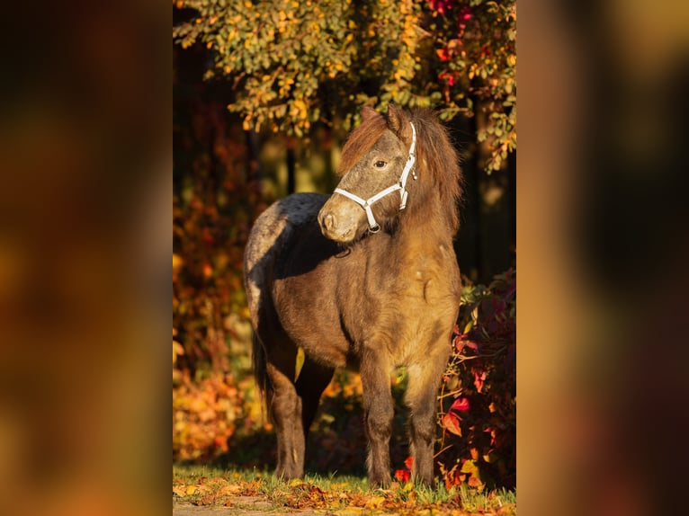 Shetland Stallone Leopard in Bobitz