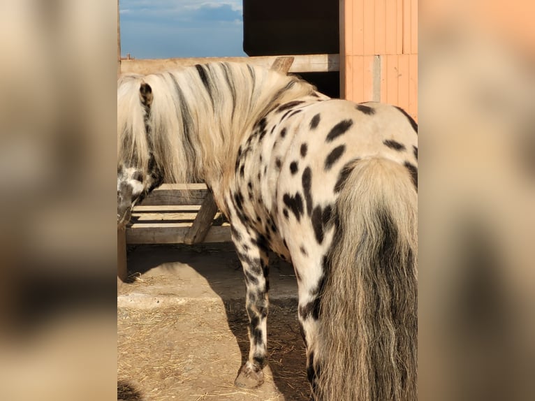 Shetland Stallone Leopard in Naundorf