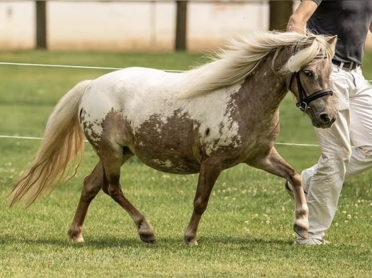 Shetland Stallone Puledri (04/2026) 100 cm Champagne in Groß Molzahn