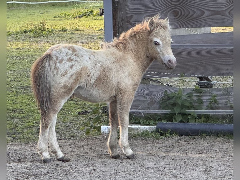 Shetland Stallone Puledri (04/2026) 100 cm Champagne in Groß Molzahn