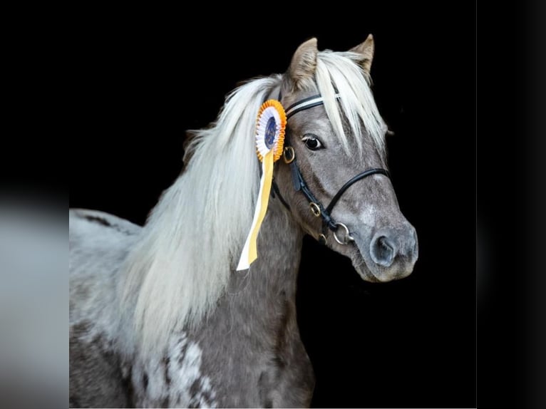 Shetland Stallone Puledri (04/2026) 100 cm Champagne in Groß Molzahn