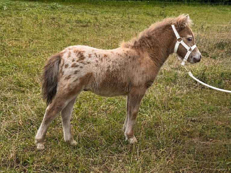 Shetland Stallone Puledri (04/2026) 100 cm Champagne in Groß Molzahn
