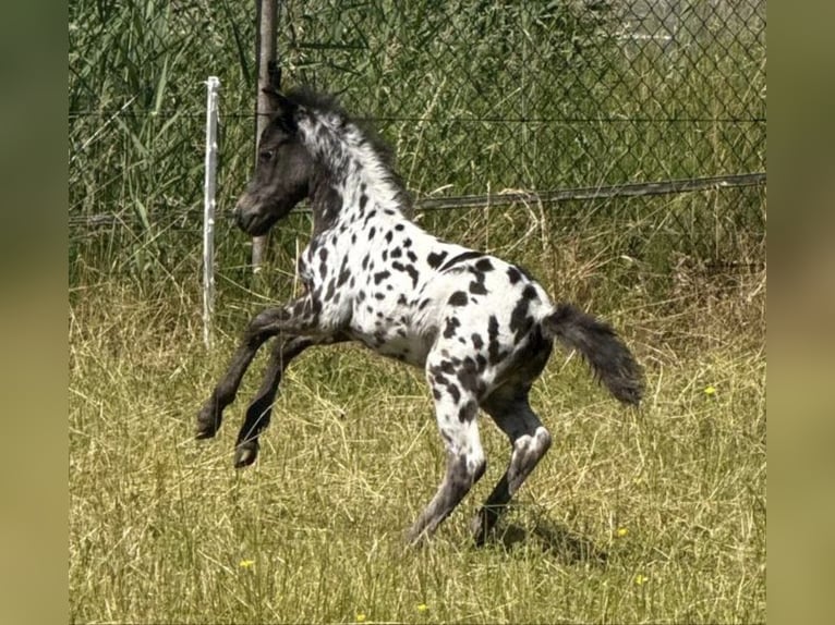Shetland Stallone Puledri (04/2026) 100 cm Leopard in Schemmerhofen