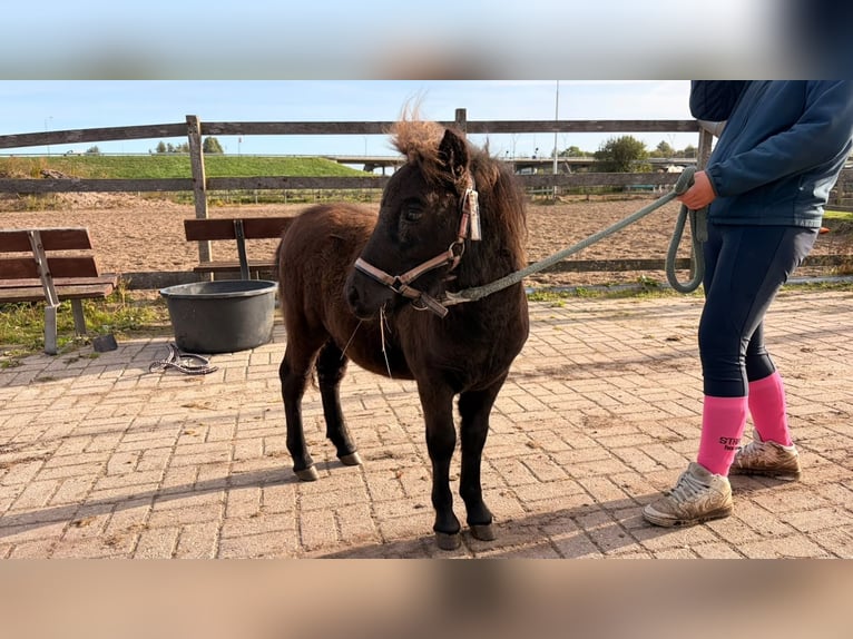 Shetland Stallone Puledri (05/2026) 100 cm Morello in Assendelft