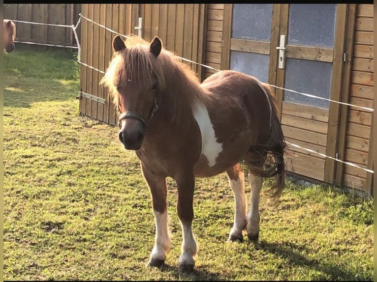 Shetland Mix Stallone  100 cm Sauro in Marienberg