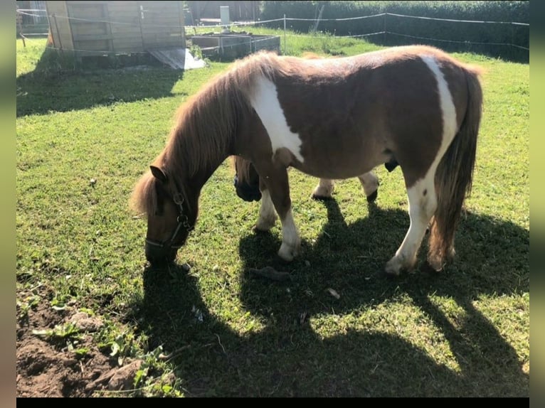 Shetland Mix Stallone  100 cm Sauro in Marienberg