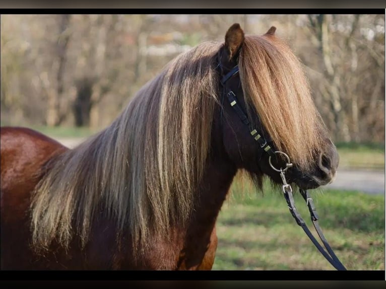 Shetland Stallone Puledri (03/2025) 101 cm Palomino in Obersch&#xF6;na