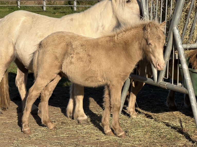 Shetland Stallone Puledri (05/2026) 103 cm Champagne in Groß Molzahn