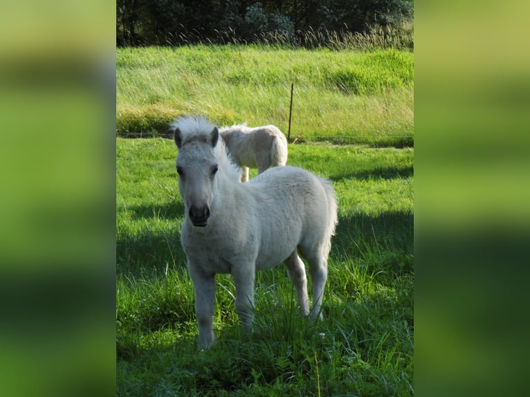 Shetland Stallone Puledri (04/2026) 103 cm Dunalino in Grimmen