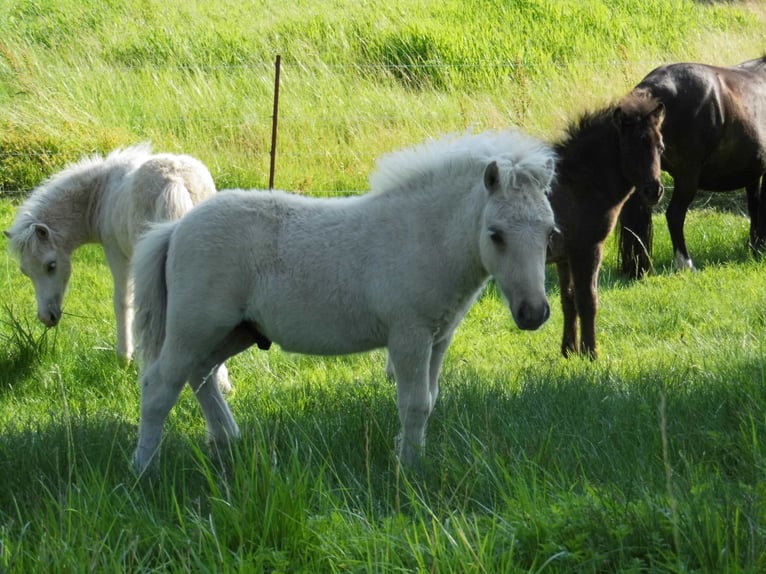 Shetland Stallone Puledri (04/2026) 103 cm Dunalino in Grimmen