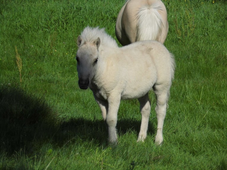 Shetland Stallone Puledri (04/2026) 103 cm Dunalino in Grimmen