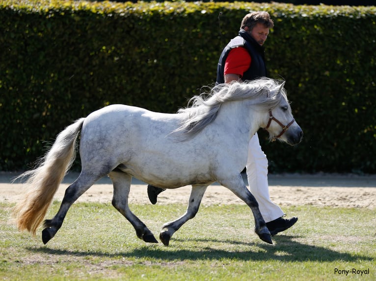 Shetland Stallone  103 cm Morello in Hille