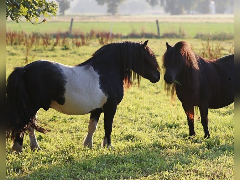 Shetland Stallone  103 cm Morello in Hille