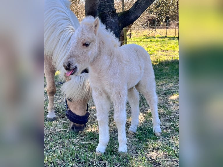 Shetland Stallone Puledri (04/2026) 103 cm Palomino in Grimmen