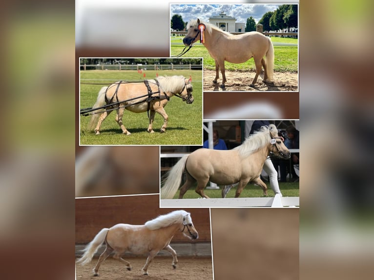 Shetland Stallone Puledri (04/2026) 103 cm Palomino in Grimmen