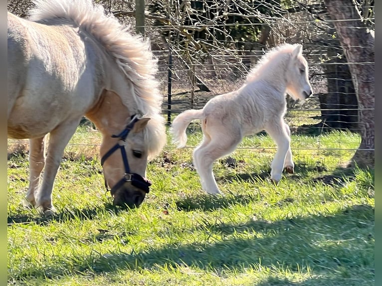 Shetland Stallone Puledri (04/2026) 103 cm Palomino in Grimmen