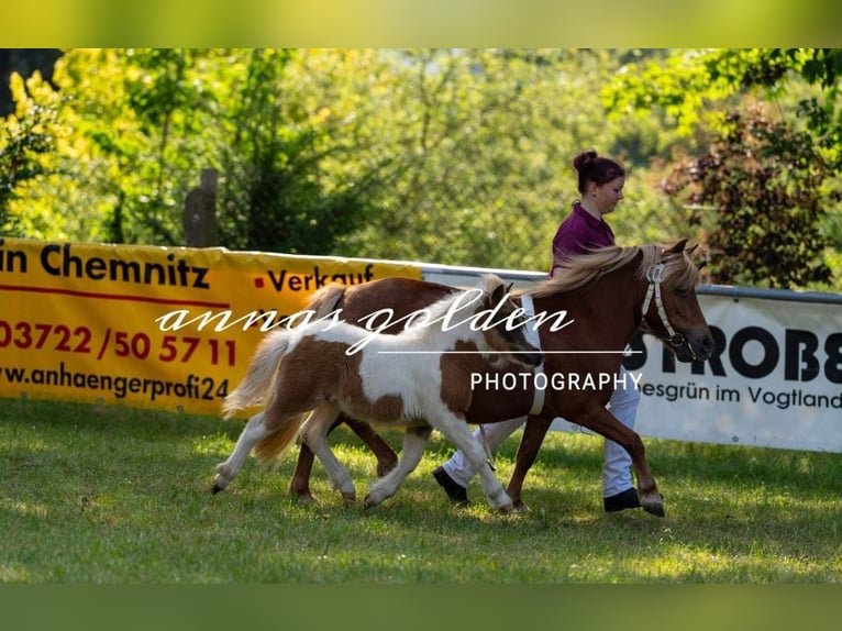 Shetland Stallone Puledri (04/2025) 103 cm Pezzato in Meerane