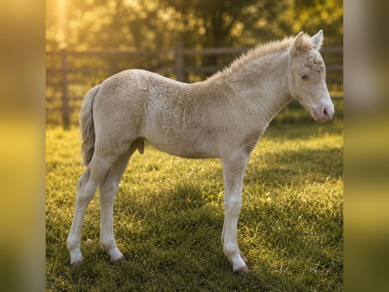 Shetland Stallone Puledri (05/2026) 104 cm Champagne in Groß Molzahn