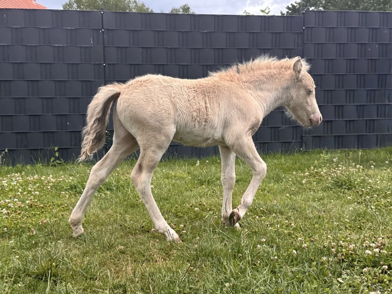 Shetland Stallone Puledri (05/2026) 104 cm Champagne in Groß Molzahn