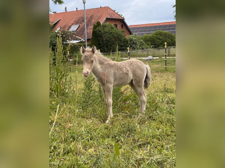 Shetland Stallone Puledri (05/2026) 104 cm Champagne in Groß Molzahn