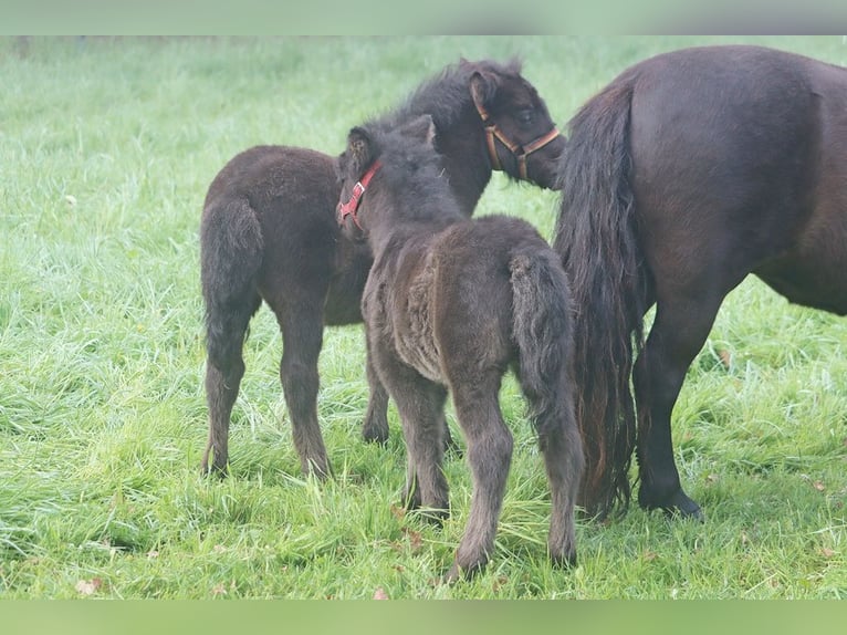 Shetland Stallone Puledri (04/2026) 104 cm Morello in Hille