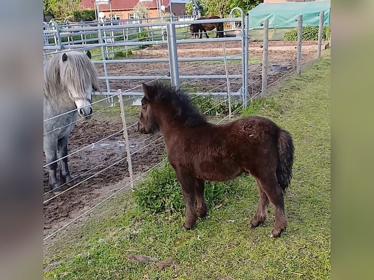 Shetland Stallone Puledri (03/2026) 104 cm Morello in Hille