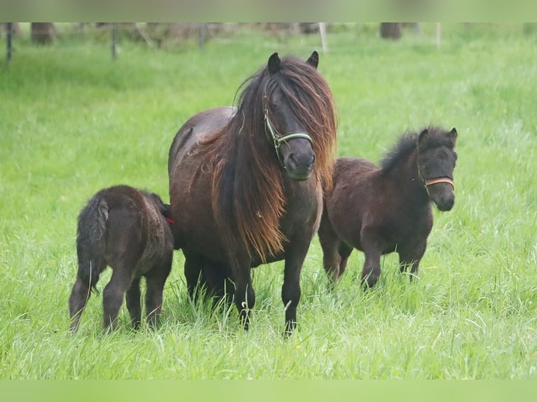 Shetland Stallone Puledri (04/2026) 104 cm Morello in Hille