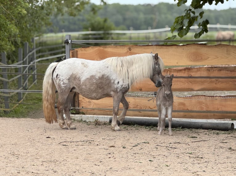 Shetland Stallone  105 cm Leopard in Groß Molzahn