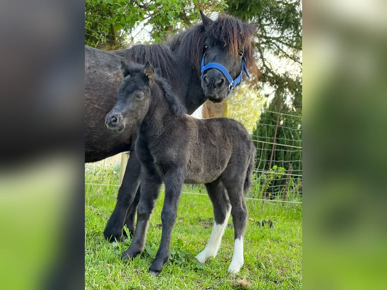 Shetland Stallone Puledri (05/2026) 105 cm Tobiano-tutti i colori in Grimmen